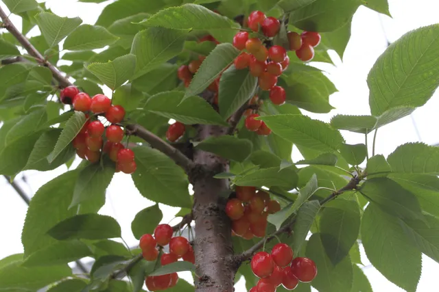 Kibou-no-Oka Orchards