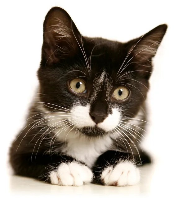 The Cat Protection Society of NSW Cat Boutique