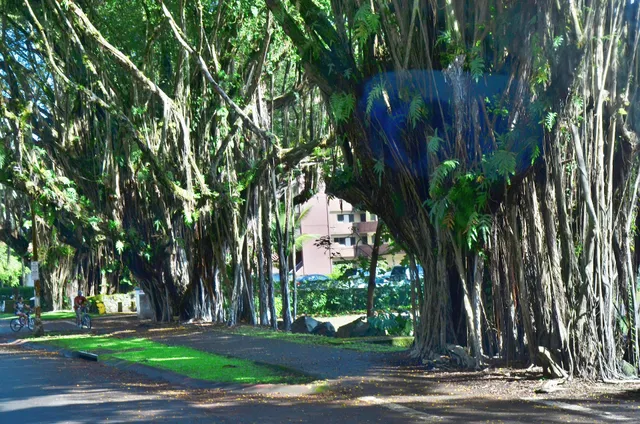 Banyan Dr