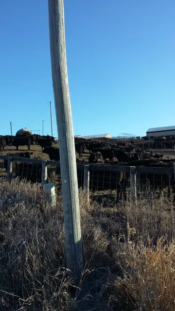 Knoxville Regional Livestock