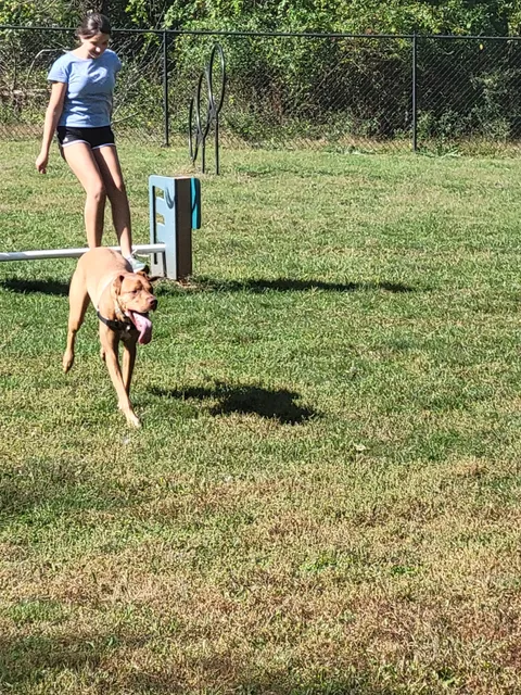 Hillsborough Dog Park