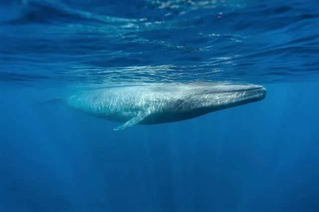 WHALE WATCHING MIRISSA by prazzventures