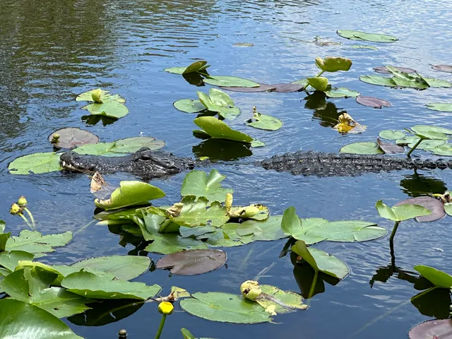 Everglades Airboat Expeditions