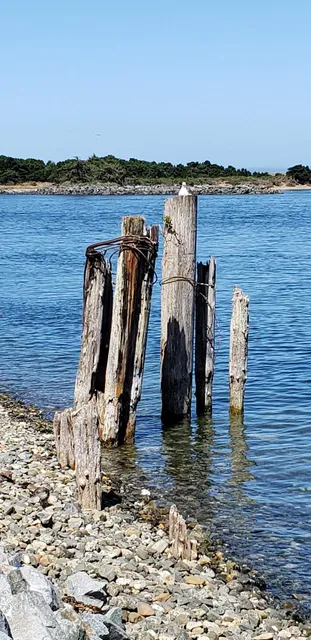 Gorse Blossom Festival