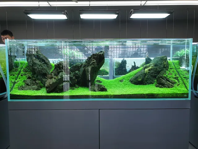 ネイチャーアクアリウムギャラリー