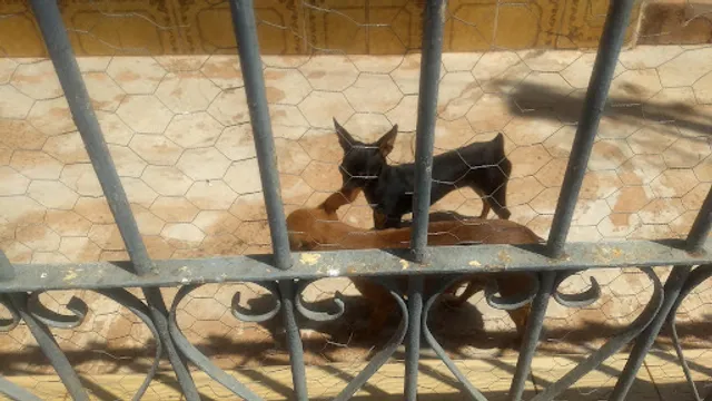 Restaurante Gigliotti