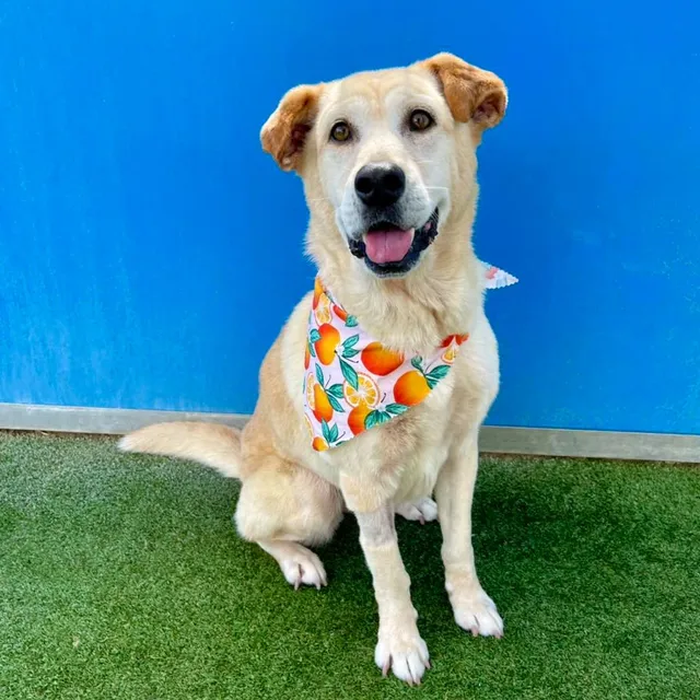 Lucy's Doggy Daycare and Spa