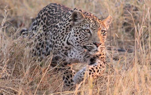 ROAR AFRICA - Luxury African Safaris