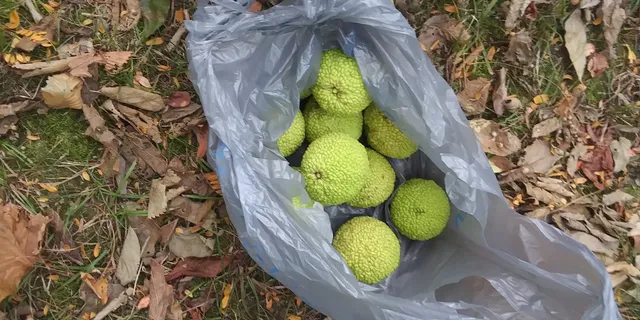 Bluffton Village Park Shelter House