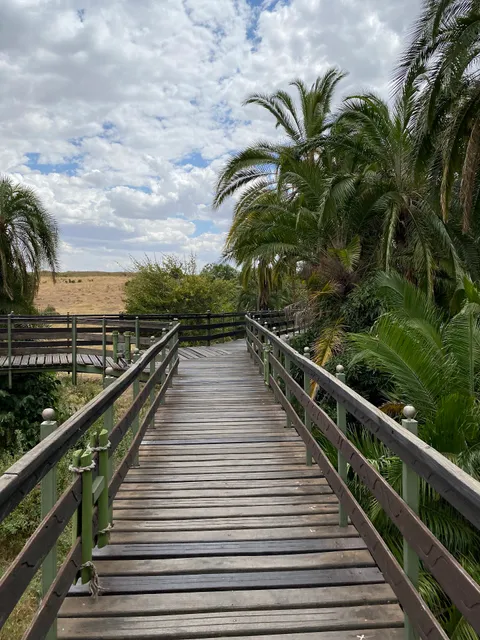 Keekorok Hippo viewing