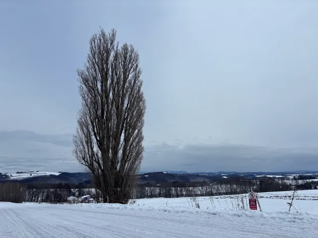 Tree of Ken and Mary