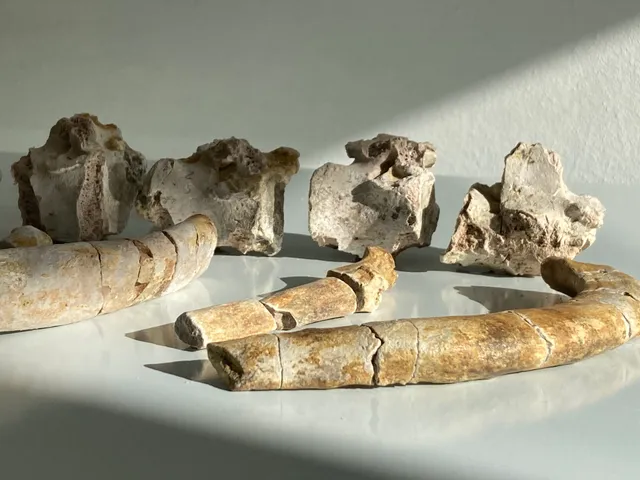 Museo de Historia Natural y Conservacion de Puerto Rico