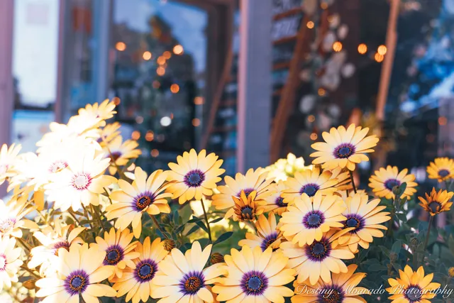 The Dragonfly-Art for Life