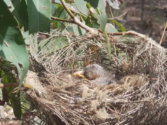 Geebung Track To Azanian St - Mt Gravatt Conservation Reserve
