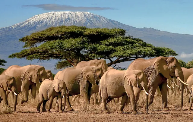 Local Moshi Adventures