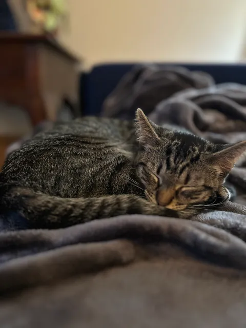 Cat Tales Adoption Center