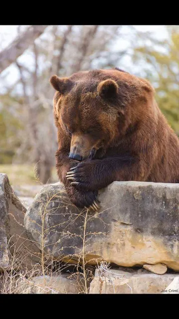 Red Carpet Motor Inn