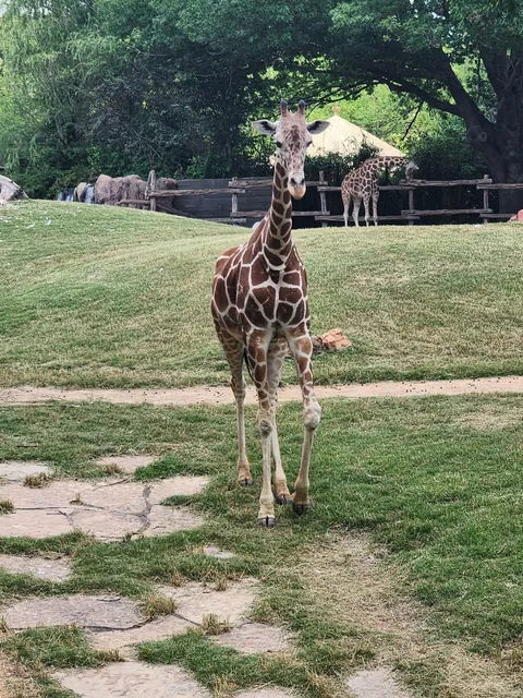 Petting Barn at Fort Worth Zoo