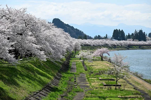Somei-yoshino Cherry Trees on the Hinokinai River Embankment