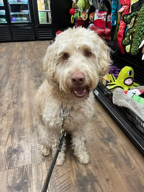 Better K9 Pet Resort - Riverside Location