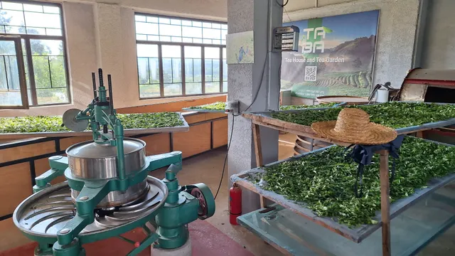 Taba Tea Estate – Tea Tours & Tasting