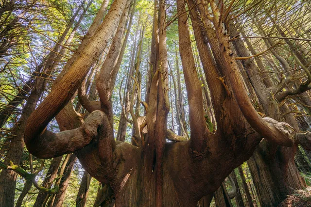 Shady Dell / Enchanted Forest of Candelabra Redwoods