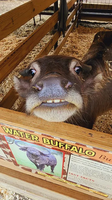 Sunrise Beach Safari