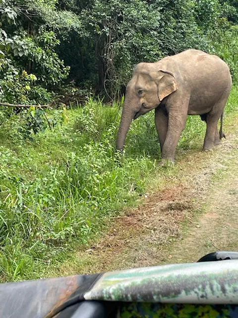 Minneriya National Park Safari