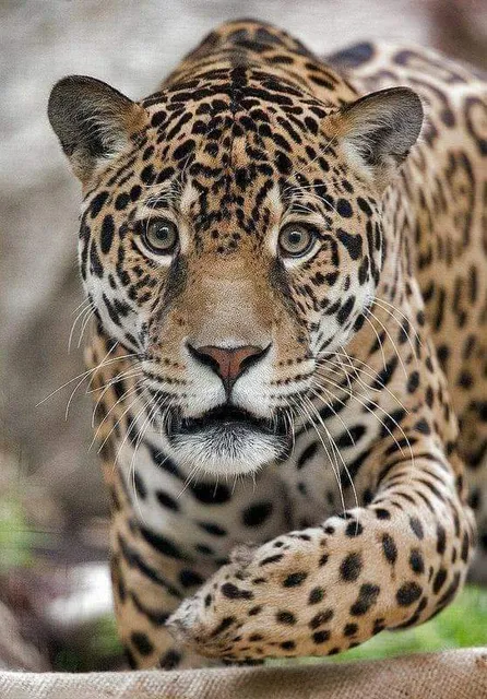 Friends Around The World Food Fair