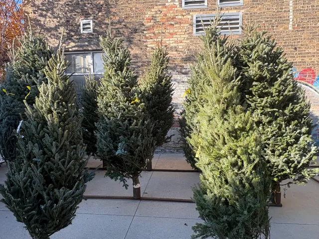 Chicago’s Christmas Trees