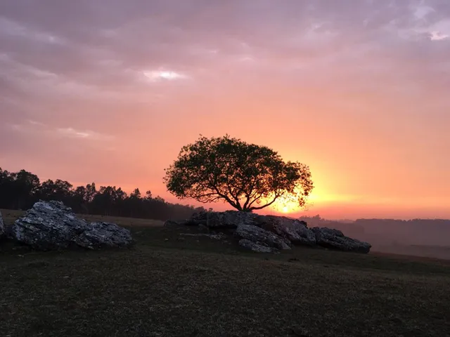 Canela do Mato - Imersão no Campo