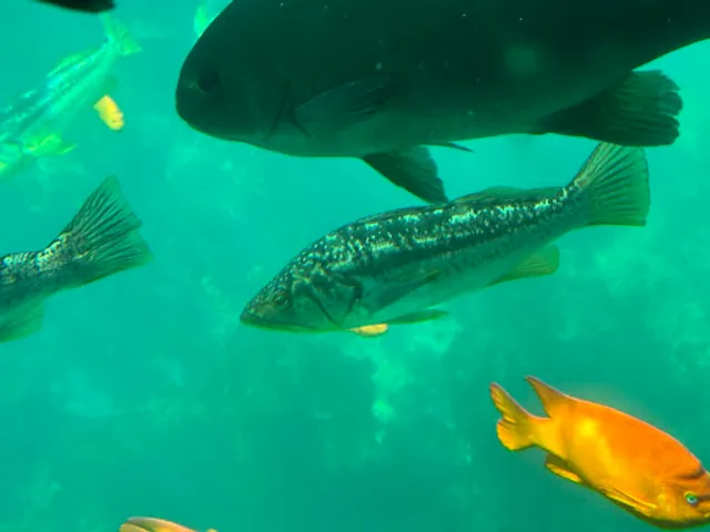 Nautilus Semi-Submarine Dock