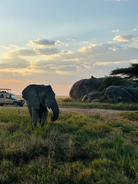 Travel Africa Safari Agency