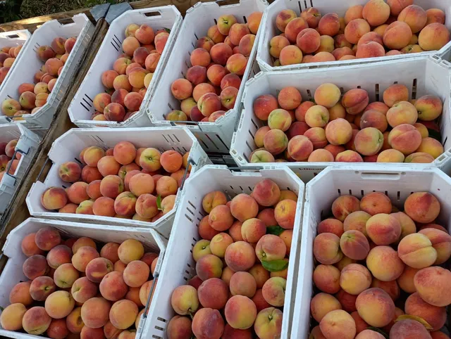 Cherry Hill Farms Inc