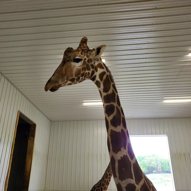 Wilstem Wildlife Park