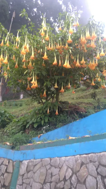 Lamahatta Mountain View Homestay