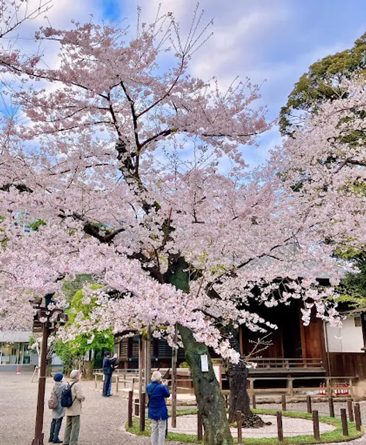ソメイヨシノの標本木(東京)