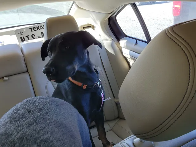 Desoto Veterinary Hospital and Mobile Services