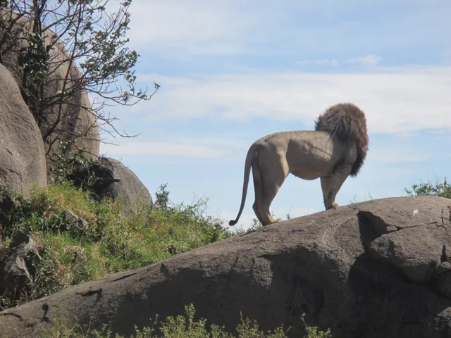 Safari Multiways - Tanzania