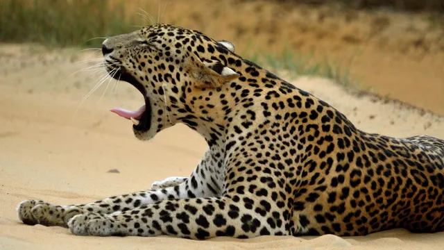 Wilpattu Safari Tours