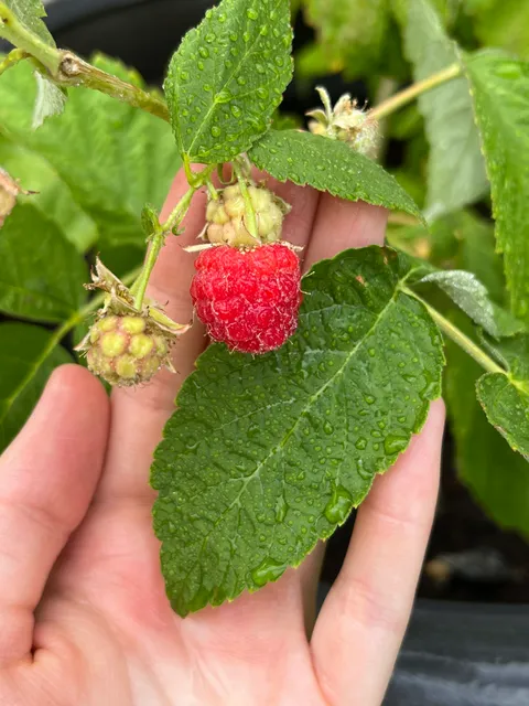 Wadley Family Farm Berries