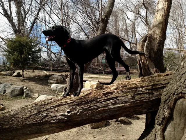Glen Oaks Village Enchanted Forest Dog Park - Private