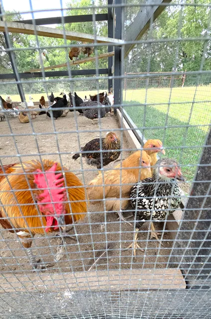 Highland Acres Homestead