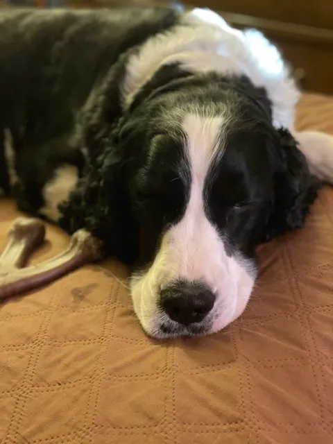 Acadia Veterinary Hospital