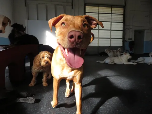 Cubby's Canine Castle Inc