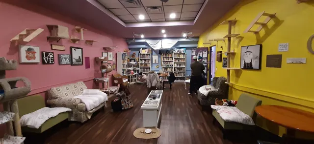 Yay For Strays - Cat Cafe