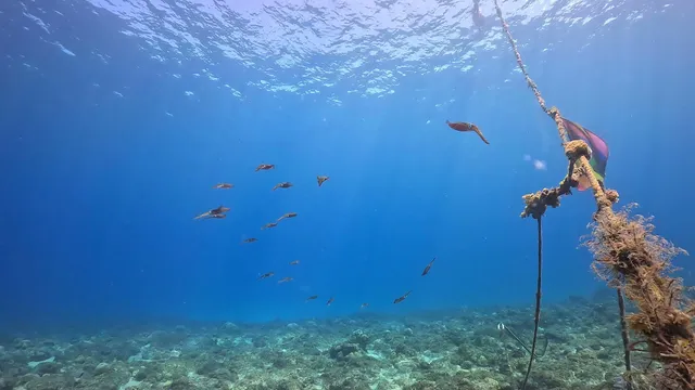 小琉球潛水 - 島氮潛水社 Playful Dive Club 水肺/自潛 多系統潛水中心