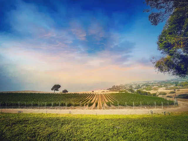 Catalina View Gardens