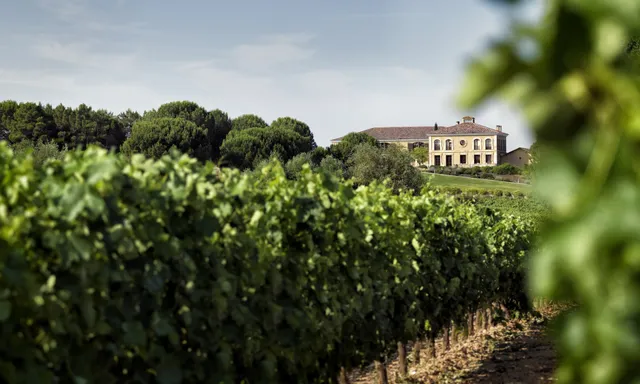 Viñedos y Bodegas Áster