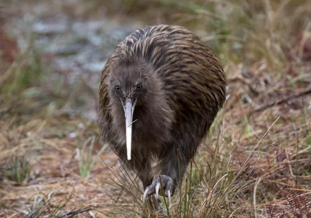Ruggedy Range Wilderness Experience & Tours - Stewart Island